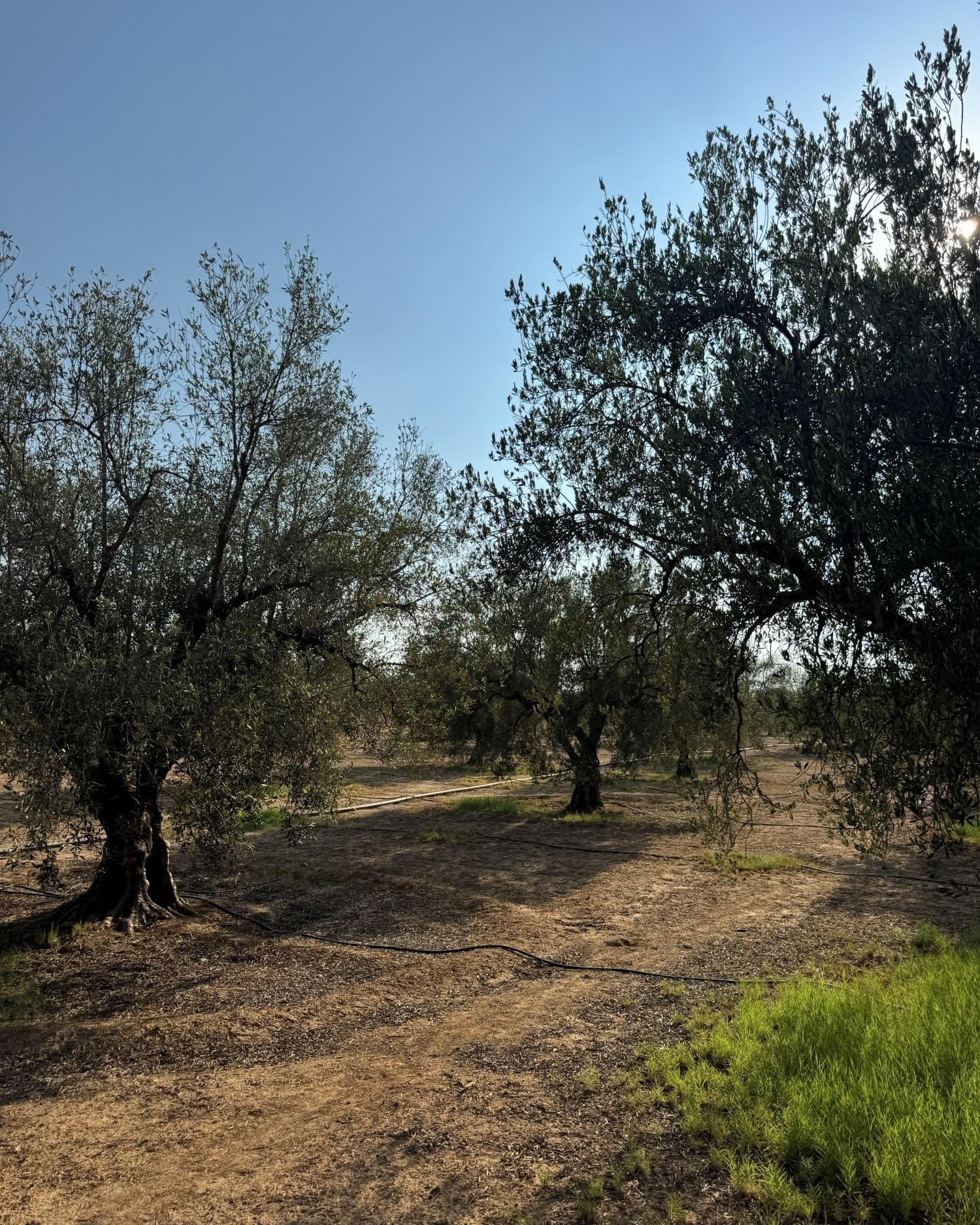 The family olive grove in Tunisia, mature trees and dry ground in the late afternoon