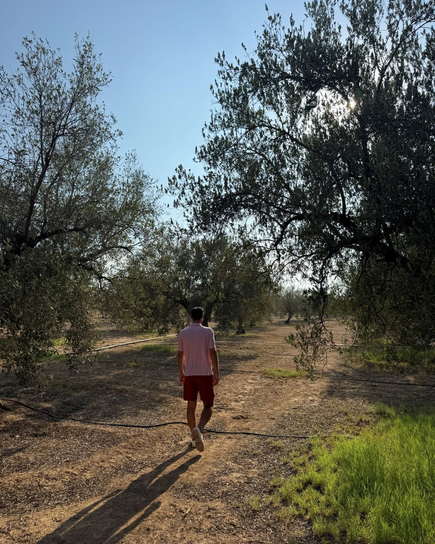 Slim walking a row of the family grove in the late afternoon